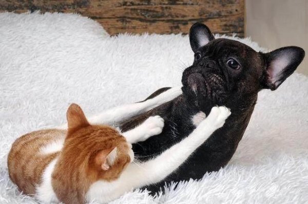 Why do cats always win in 