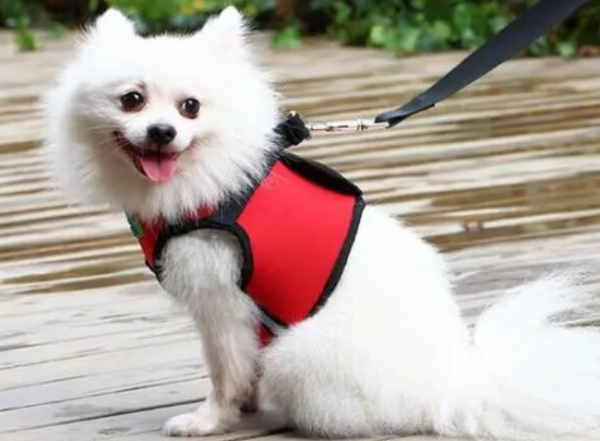 How to cover a dog s leash? Come and have a look