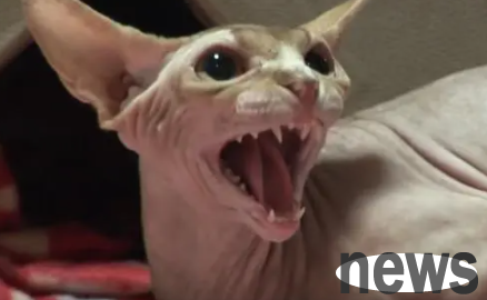 The Sphinx Cat attacked the owner, but the reason it actually made everyone feel sad