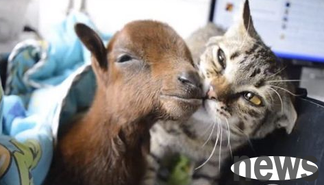 Cats who are also suffering from illness take the initiative to 