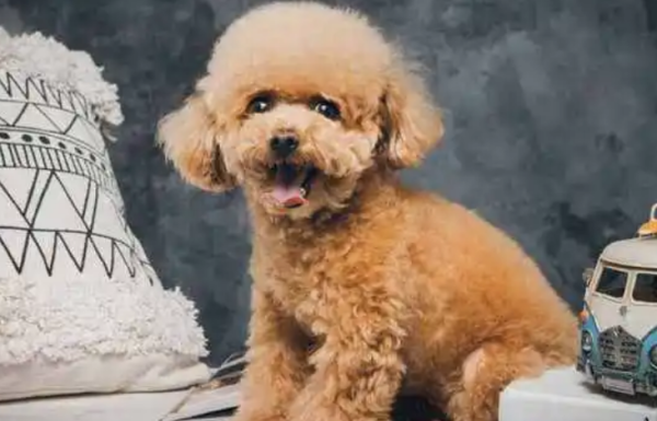 How do you think about the age of a dog? Look here ~