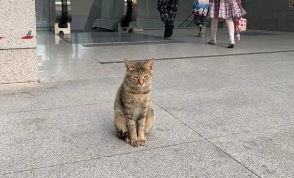 The stray cat pleases everyone it meets, it just wants to have a home