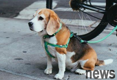 Pet knowledge points, are dogs red and green blind?
