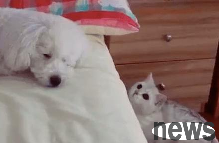 Cats spoofed dogs and even beat dogs while they were sleeping