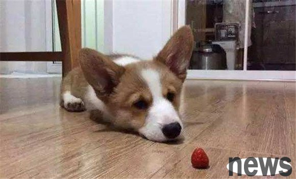 Can dogs eat prunes? The truth is coming