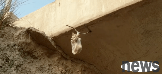 A kitten was found in the wild and was deliberately hung under a bridge. The man kindly rescued the kitten, but the kitten ended up hanging on him.