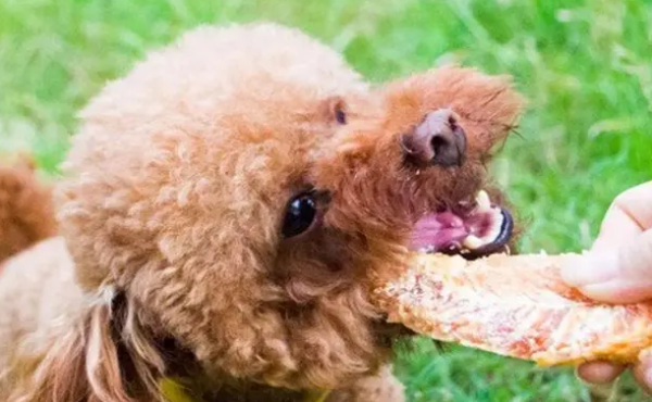 Can two-month-old puppies eat chicken breast? Master, come and see