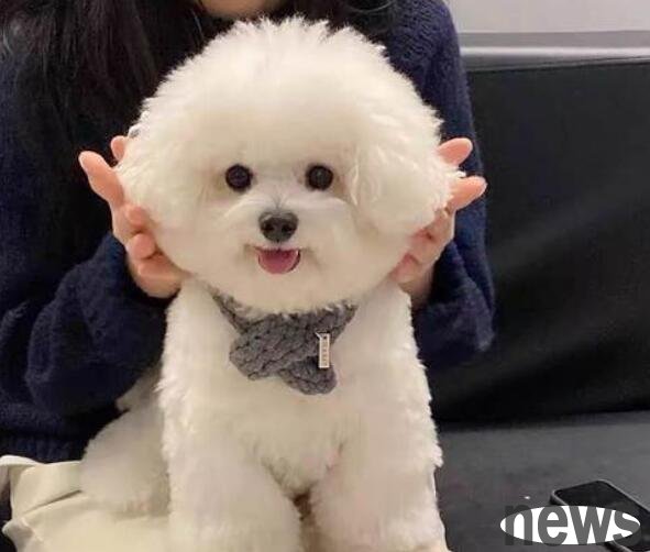 What breeds of white dogs are there? Come here to find out~