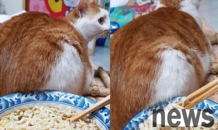 The cat owner’s fancy way of keeping warm makes the slave extremely depressed