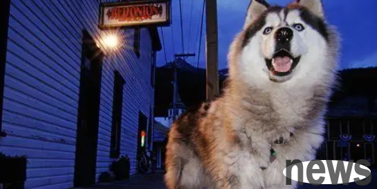 Do dogs see unclean things? The answer is here