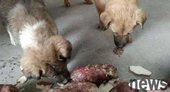 Let me tell you, can dogs eat sweet potatoes?