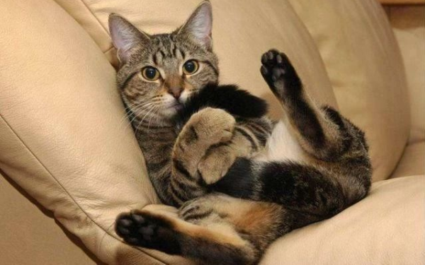 The little milk cat turns into a muscular cat. She was so cute when she was little