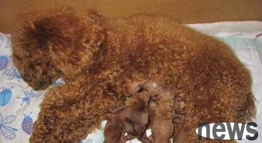 Let’s understand why dogs are still bleeding one month after giving birth~