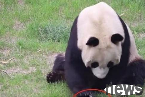 Xiong Tuanzi catches a bird with his bare hands and immediately stops eating after hearing his daddy’s roar. Netizens: Kung Fu Panda!