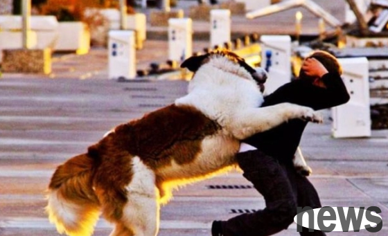 How to stop a dog from chasing people? If you are interested, come and take a look~