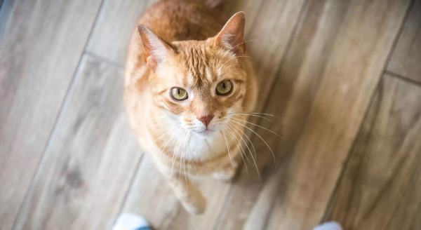 Seven reasons why cats are better to raise than dogs, but dogs are not!