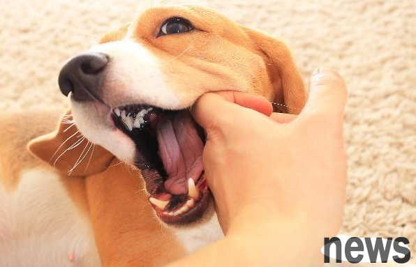 Is the puppy very excited and always chasing people to bite? maybe because of this