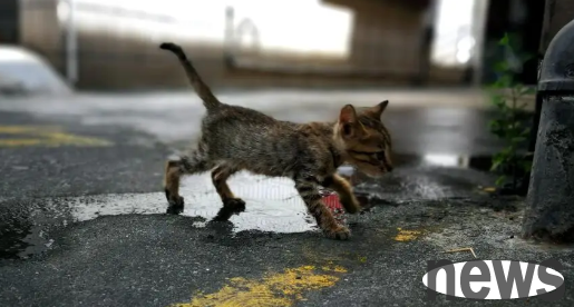 Stray cat gave birth to a baby and was carefully cared for by kind people. Her face changed from an oval to a round one