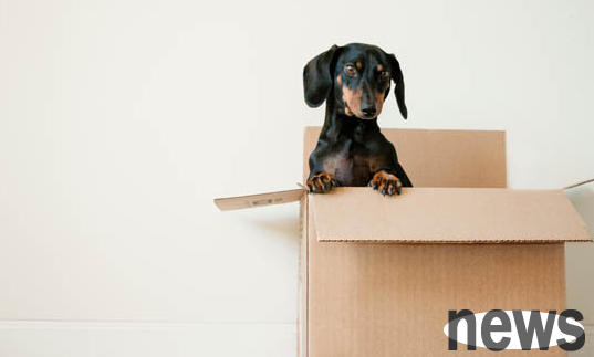 Where can I recycle the local dog that I don’t want anymore? If you want to know, look over