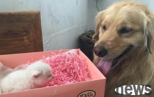 The golden retriever s mother is so full of love that he picked up the little kitten and served it as a child. The scene of them spending time together is heartwarming.