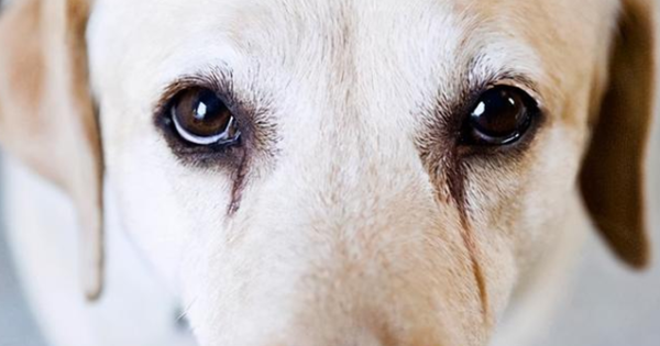 Popular science time: What exactly is the cause of dog tear stains?