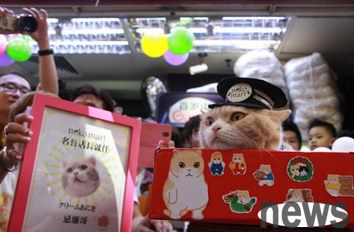 Hong Kong s famous cat 
