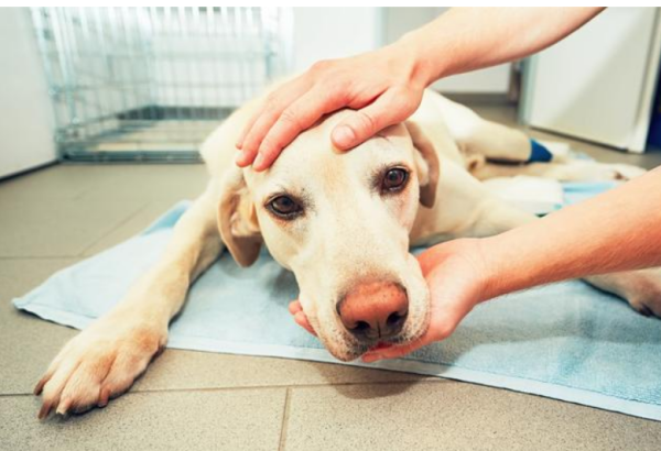 How to treat symptoms of dog allergy in humans? After reading this article, you will know