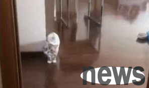 The cat and the shit shoveler are playing with a wooden man. He walks like a little tiger.