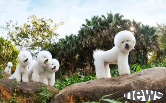Pet owners come to know: You can tell what kind of dog is suitable for you from your zodiac sign!
