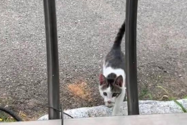 The stray cat who followed a kind person home was filled with disappointment after seeing the pet cat