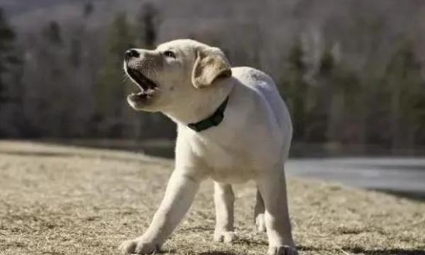 Why can t dogs bark? There are several reasons, and shit shovelers need to pay attention!