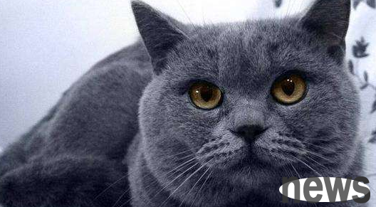 When the mother cat is not paying attention, she brings the little blue cat to the father cat to recognize him. The father cat s expression is full of laughter.