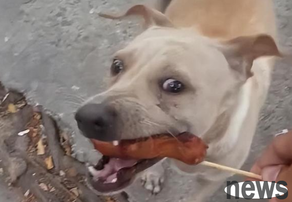 I fed the dogs randomly on the road, and the dog’s mother took me to see the puppies.
