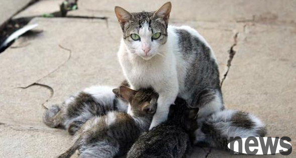 The kitten was injured and fell on the roadside. The mother cat kept wailing for help. After the kitten was rescued, she turned around and left.