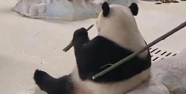 One slap will cost you your job. Is this panda more valuable than your grandparents?
