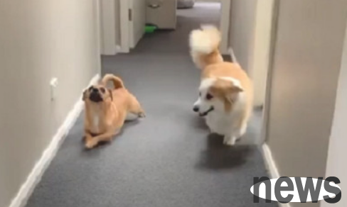 After living with Corgis for a long time, the dog turned into a 