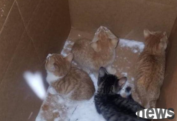 On a snowy night, four little kittens were locked in a box, and the box was abandoned on the snow!