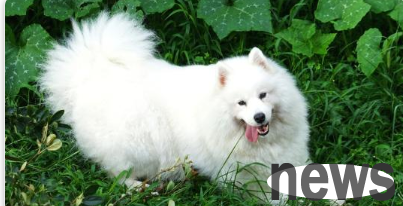 Bought a ferret | What a scam! I bought a pet dog cheaply and ended up buying back a ferret.