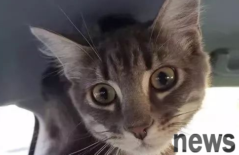 The stray cat who almost died found a long-term meal ticket