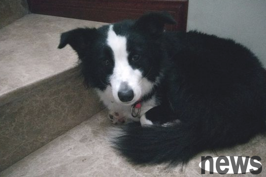 When the Border Collie learned that a 