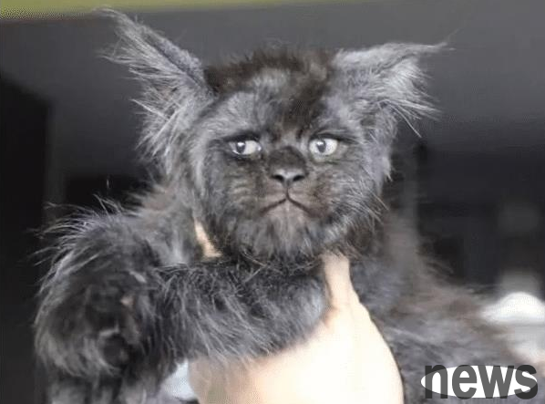 The cat was aggressive in appearance and children were afraid to approach it. After being sent to be shaved, the effect was even worse.
