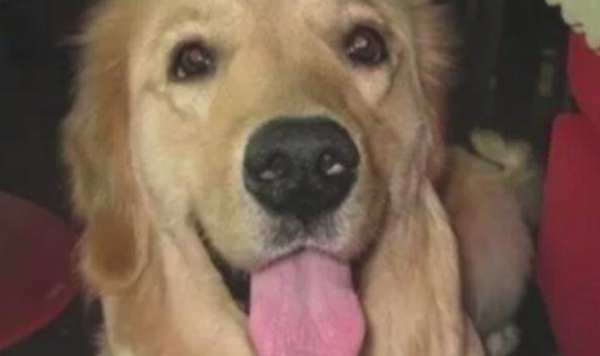 The dog rushed into the store to grab candy. The boss chased him out and saw the truth. He was so angry that he lost his temper.