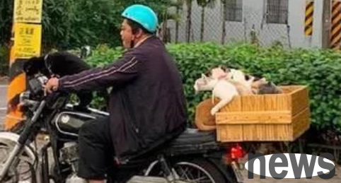 Six cats were sitting on the back seat of a motorcycle. Their owner took them for a ride. One of them was very calm.