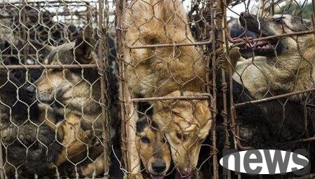Dog lovers destroy Shenzhen dog slaughterhouse and rescue dozens of dogs
