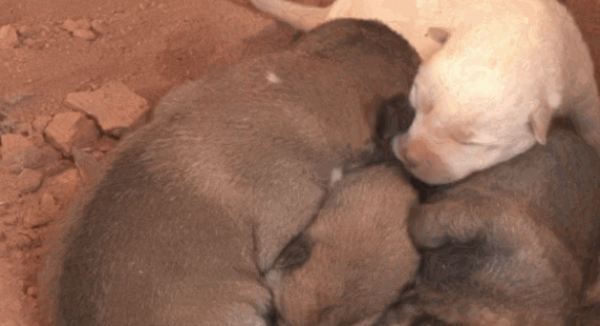 The mother of a stray dog ​​drags her sick leg to find food and is willing to enter a trap to save her puppy. Fortunately, the ending is good.