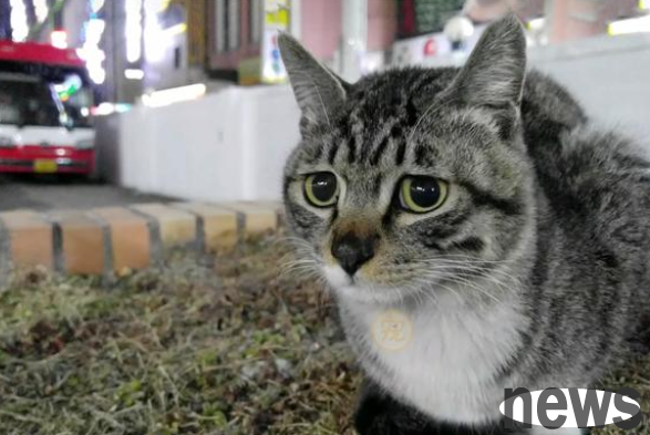 Who says cats are not loyal? After the pet cat was abandoned, it stayed in place for several days, waiting for its owner to take it home.