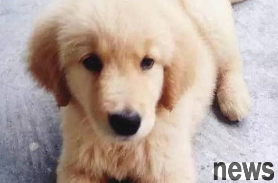 This little golden retriever immediately went crazy when he heard that his owner wanted to get another dog!