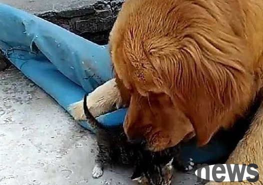 A kitten ran out when the mother cat was breastfeeding, and the 