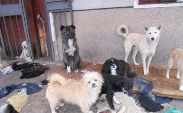 The poodle was often ridiculed in the past, but its owner changed it into a 