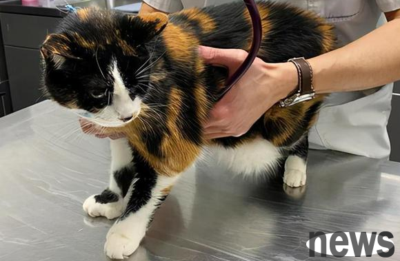 17-year-old cat abandoned in hospital after being deemed too old